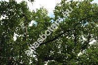 Magnolia acuminata (L.) L. (Magnolia virginiana var. acuminata L., Tulipastrum americanum var. vulgare Spach)