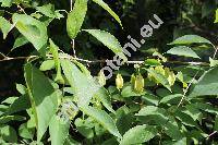Halesia tetraptera var. monticola (Rehd.) Reveal et Seld. (Halesia tetraptera var. rosea Ppin, Halesia monticola (Rehd.) Sarg.)