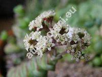 Crassula rupestris subsp. marnieriana (Huber et Jacobs.) Toelk. (Crassula rupestris 'Hottentot')