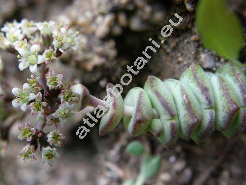 Crassula rupestris subsp. marnieriana (Huber et Jacobs.) Toelk. (Crassula rupestris 'Hottentot')