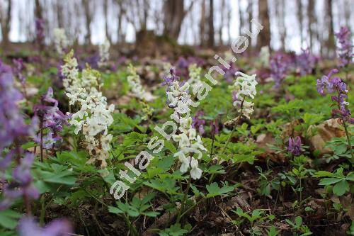 Corydalis cava (L.) Schweigg. et Koerte (Fumaria cava (L.) Mill., Fumaria bulbosa, Corydalis tuberosa DC.)