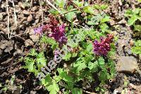 Corydalis cava (L.) Schweigg. et Koerte (Fumaria cava (L.) Mill., Fumaria bulbosa, Corydalis tuberosa DC.)