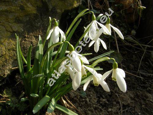 Galanthus nivalis L.