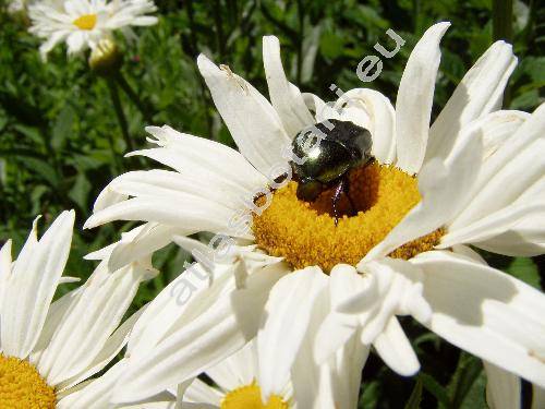Leucanthemum maximum DC. (Chrysanthemum maximum Ram., Leucanthemum xsuperbum)