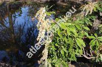 Pieris japonica (Andromeda japonica (Thunb.) D. Don ex G. Don)