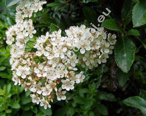 Pyracantha coccinea (Pyracantha coccinea Roem., Mespilus pyracantha L., Crataegus pyracantha (L.) Pers., Cotoneaster pyracantha (L.) Spach)