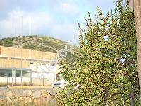 Portulacaria afra (Portulacaria afra Jacq., Crassula portulacaria L.)