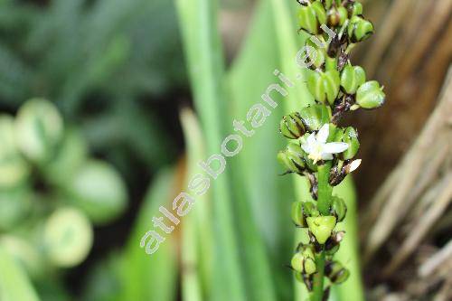 Dracaena aletriformis (Haw.) Bos. (Dracaena hookeriana Koch, Yucca aletriformis Haw.)