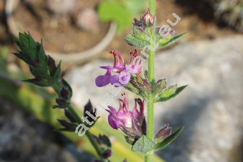 Teucrium x lucidrys