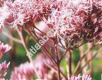 Eupatorium purpureum L. (Eutrochium purpureum  (L.) Lam.)