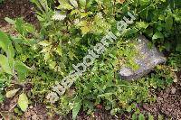 Cerastium holosteoides Fries (Cerastium holosteoides subsp. triviale (Spen.) Mschl)