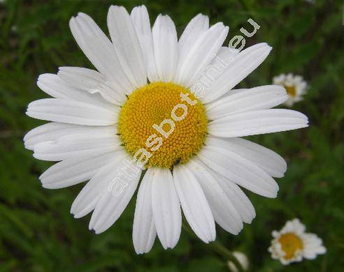 Leucanthemum vulgare Lamk. (Chrysanthemum leucanthemum L.)