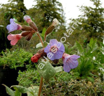 Pulmonaria officinalis L.