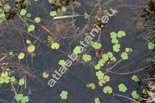 Batrachium aquatile (L.) Dum. (Batrachium radians (Revel) Dum., Ranunculus aquatilis L.)