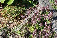 Teucrium chamaedrys L. (Teucrium officinale Lam.,  Chamaedrys officinalis (Lam.) Moench)