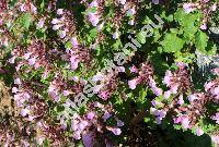 Teucrium chamaedrys L. (Teucrium officinale Lam.,  Chamaedrys officinalis (Lam.) Moench)