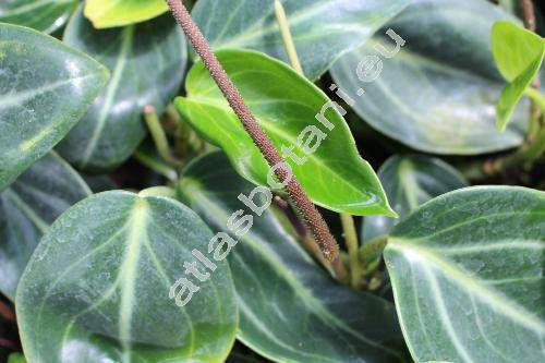 Peperomia maculosa (L.) Hook. (Piper maculosum L.)
