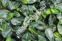 Peperomia maculosa (L.) Hook. (Piper maculosum L.)