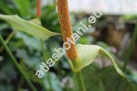 Anthurium crystallinum (Anthurium crystallinum Lind. et Andr)