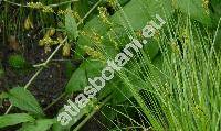 Carex elongata L. (Vignea elongata (L.) Rchb.)