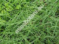 Carex fritschii Waisb. (Carex montana subsp. fritschii (Waisb.) Schwarz)