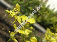 Epimedium pinnatum Fisch. ex DC. (Epimedium pinnatum var. colchicum Boiss.)