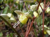 Epimedium x versicolor 'Sulphureum'