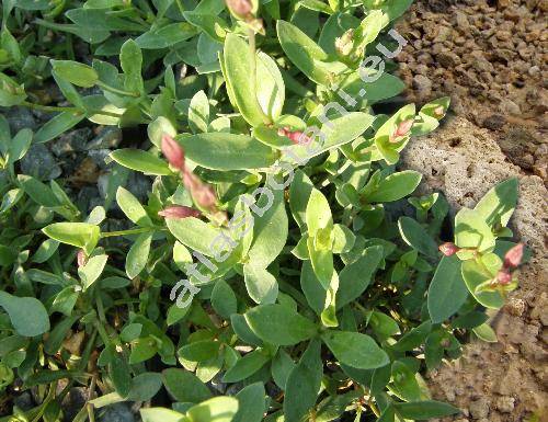 Petrocoptis pyrenaica (Berg.) Braun ex Walp. (Lychnis pyrenaica Berg.)