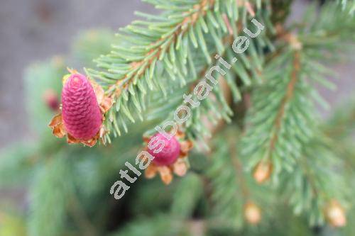 Picea abies 'Virgata'