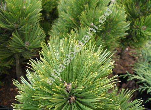 Pinus heldreichii 'Compact Gem' (Pinus leucodermis 'Compact Gem')