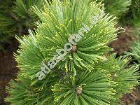 Pinus heldreichii 'Compact Gem' (Pinus leucodermis 'Compact Gem')
