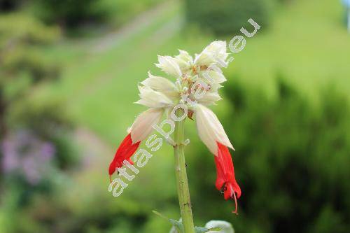 Salvia 'Reddy White Surprise'
