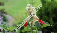 Salvia 'Reddy White Surprise'