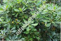 Pittosporum viridiflorum Sims