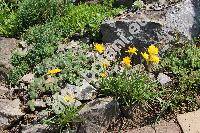 Hymenoxys grandiflora (Torr. ex Gray) Park. (Actinella grandiflora Torr. et Gray, Cephalophora)