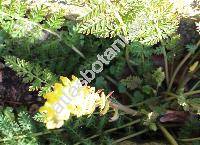 Corydalis cheilanthifolia Hemsl. (Fumaria)