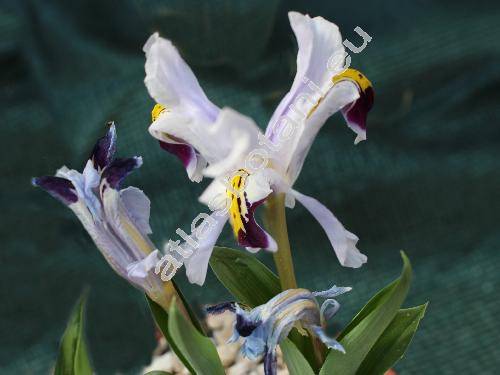 Iris rosenbachiana Reg. (Juno rosenbachiana (Reg.) Vved.)