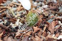 Pleione grandiflora (Rolfe) Rolfe (Pleione barbarae Braem, Pleione harberdii Braem, Pleione moelleri Braem, Coelogyne grandiflora Rolfe)