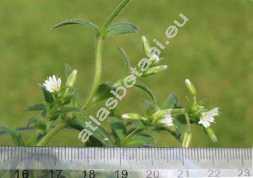 Cerastium brachypetalum Pers. (Alsine brachypetala (Pers.)Krause)