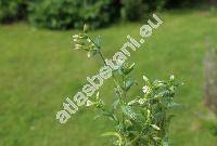 Cerastium brachypetalum Pers. (Alsine brachypetala (Pers.)Krause)
