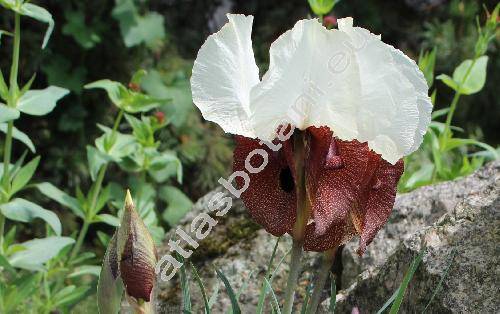 Iris iberica subsp. elegantissima (Sosn.) Fed. et Takth. (Iris elegantissima Sosn.)