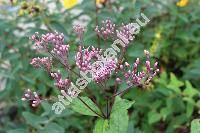 Eupatorium 'Phantom' (Eutrochium maculatum (L.) Lam.)