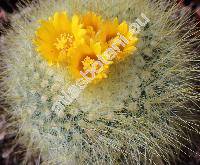 Parodia chrysacanthion (Schum.) Backeb. (Echinocactus chrysacanthion Schum.-unresolved)