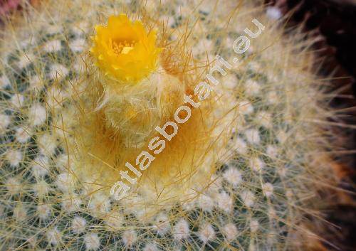 Parodia chrysacanthion (Schum.) Backeb. (Echinocactus chrysacanthion Schum.-unresolved)
