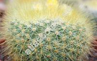 Parodia chrysacanthion (Schum.) Backeb. (Echinocactus chrysacanthion Schum.-unresolved)