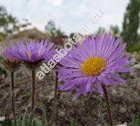 Erigeron alpinus L.