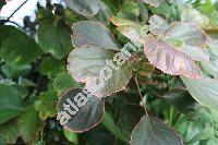 Acalypha wilkesiana 'Obovata' (Acalypha wilkesiana Mll. Arg. 'Obovata', Ricinocarpus)