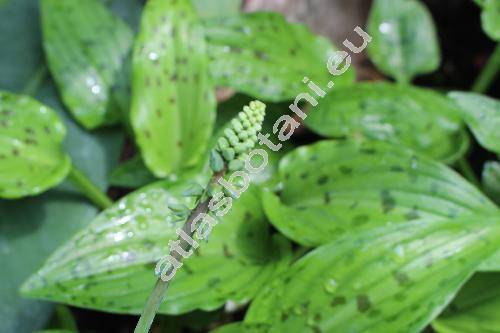 Drimiopsis maculata Lindl. et Paxt. (Ledebouria petiolata Manning et Goldblatt, Drimia maculata)