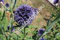 Echinops ritro subsp. ruthenicus (Bieb.) Nym. (Echinops ruthenicus Bieb.)