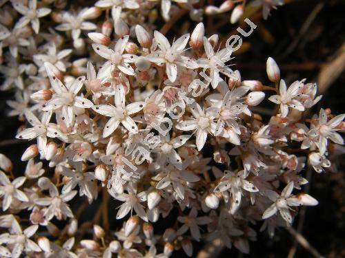 Sedum album L. (Oreosedum album (L.) Grulich)